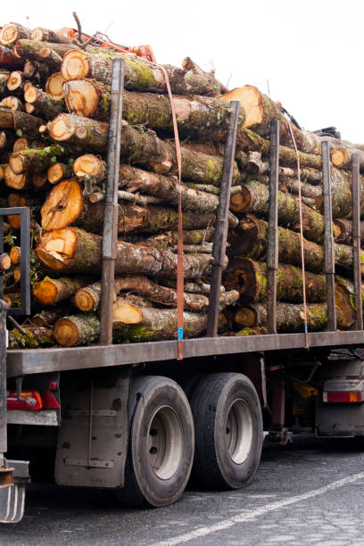 istock Truck loaded with logs on the highway. 1362309909