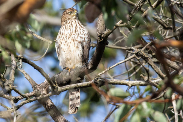istock Cooper's Hawk Surveys His Territory from a Dead Snag 1362310625