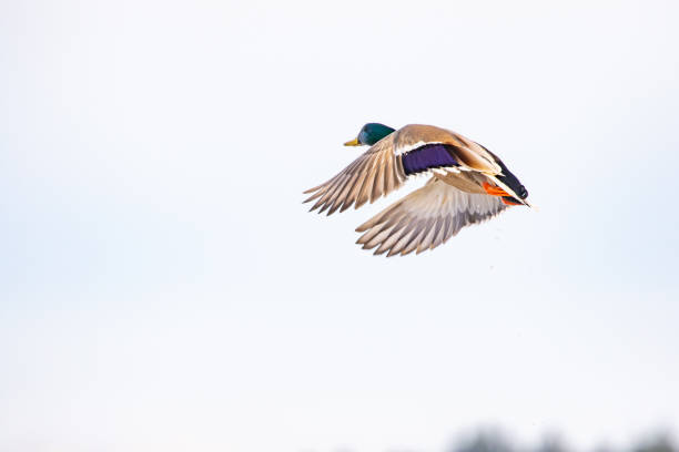 istock Drake Mallard Duck Passes the Blind Unscathed 1362310642