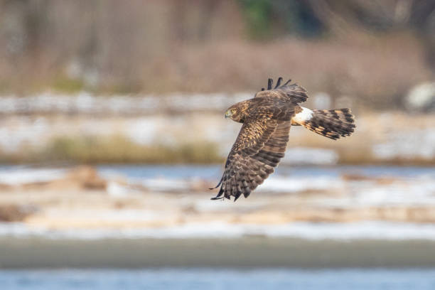 istock Female Northern Harrier Hunts in Winter Light 1362310643
