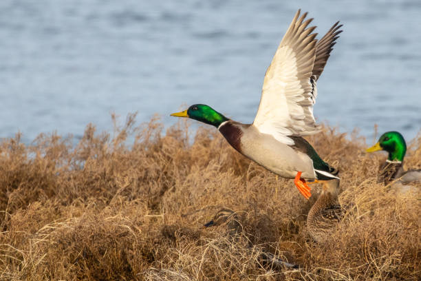 istock Mallards Flush From a Brushy Pond Edge 1362310646