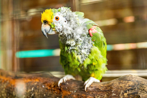 Sick parrot caged portrait looking sad alone in captivity