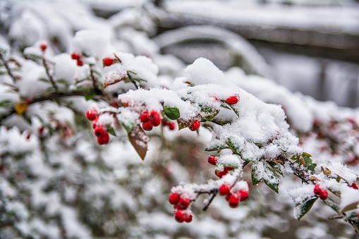 Plant With Red Berries Covered With Snow. Close-up. Nature