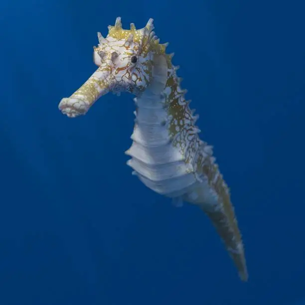 Photo of Floating orange and white sea horse in blue water ocean background 3d rendering