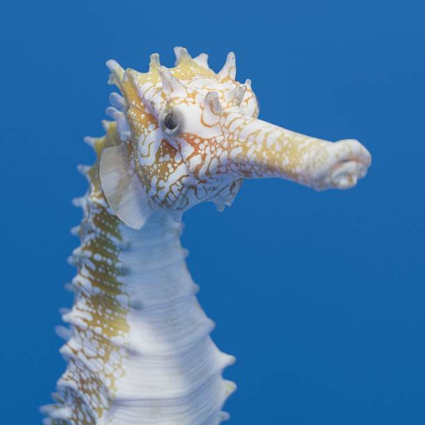 Close up profile of orange and white speckled sea horse on light blue water background