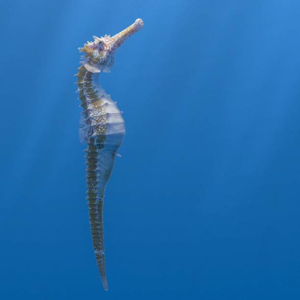 istock Full body orange and white patterned sea horse on blue water background 3d rendering 1362312187