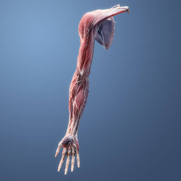 Full 3D Anatomy Anterior View of Upper Extremity Arm on Blue Background Full muscular, skeletal, nerve, vessel, ligament, tendon anatomy of the human upper extremity on blue background forearm stock pictures, royalty-free photos & images