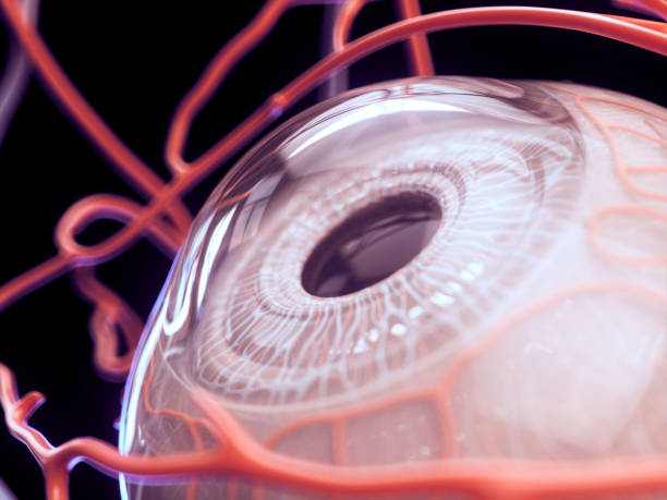 3d eye anatomy with blood supply - disco ball fotos imagens e fotografias de stock