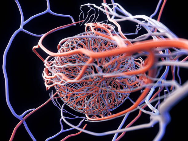istock 3D Eye Vascular Anatomy Posterior View with peripheral vessels 1362313819