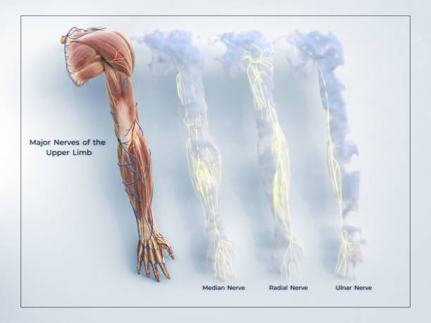 istock 3D Upper Extremity Arm Major Nerve Distribution Pattern and Muscles on framed white background with lightening details 1362313826