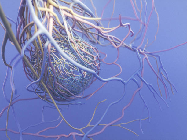 istock 3D Eye Vascular Anatomy Posterior 45 degree angle on blue background 1362313829