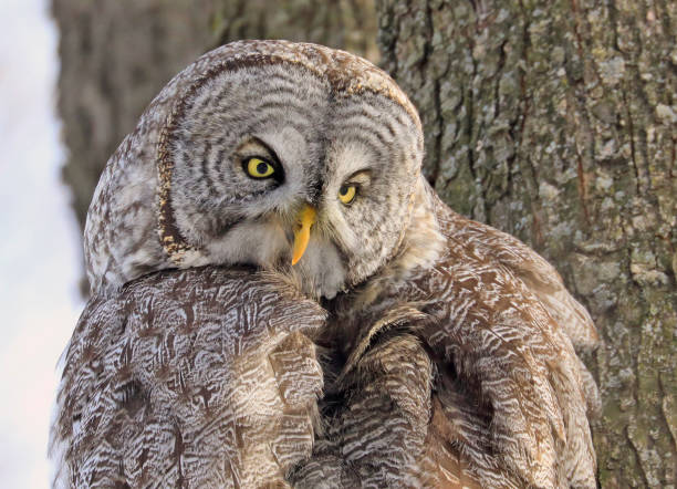 istock Great Grey Owl sitting on a tree branch in the forest, Quebec, Canada 1362316150