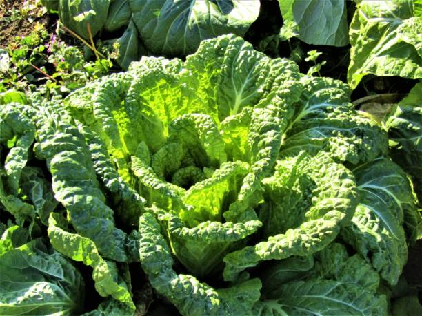 istock Japan. January. Kale under the sunshine. 1362316946