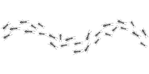 A trail of ants. Insects march along the line. Vector A trail of ants. Insects march along the line. Vector illustration ant colony swarm of insects pest stock illustrations