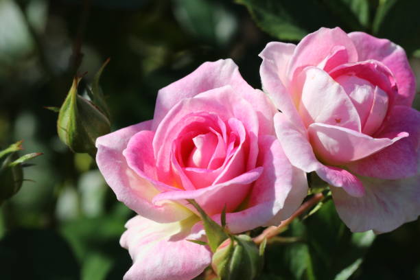 istock Japanese breed pink rose flower 