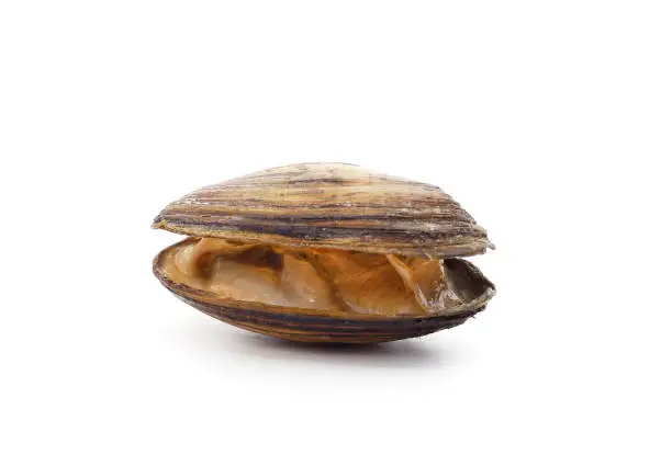 Brown mussel shell isolated on a white background.