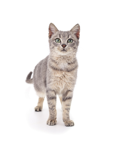 Gray little kitten is standing isolated on a white background.