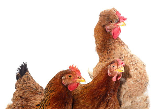 tre polli marroni. - chicken friendship three animals color image foto e immagini stock