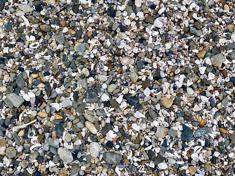 Horizontal close up of beach sand full of tiny shells rocks and pebbles covering large area of Sandy beach walk at Shelly Beach at Emerald Beach near Coffs Harbour NSW Australia