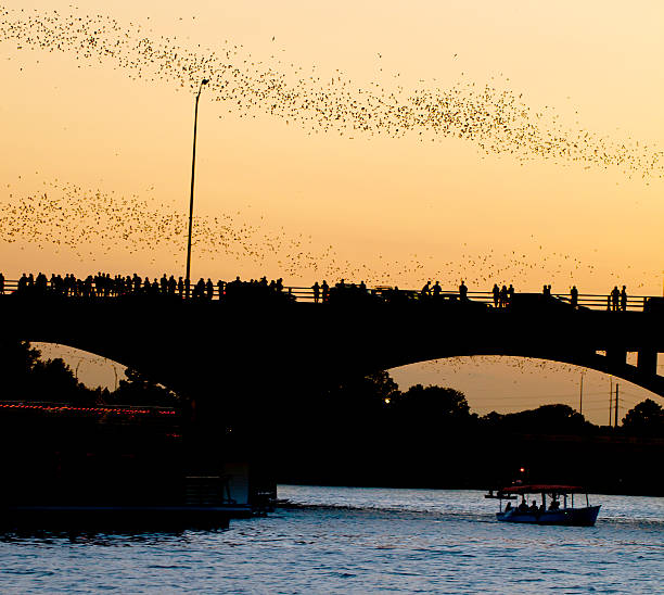 Bat Flight in Austin Texas stock photo