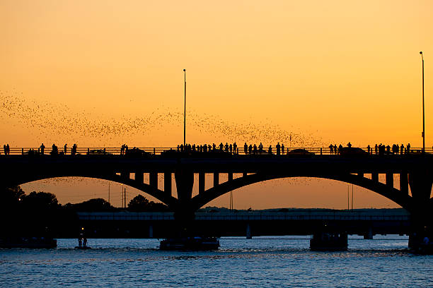 bats flying from a bridge in austin, texas at sunset - fladdermus bildbanksfoton och bilder