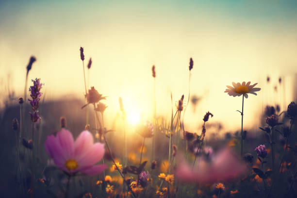 summer meadow - cosmos flower daisy flower field stock-fotos und bilder