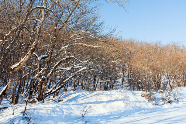 Bare trees in a mountain forest in winter season