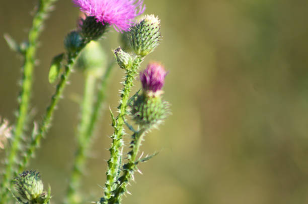 istock Spiny plumeless thistle in bloom closeup view with blurred background 1362324752