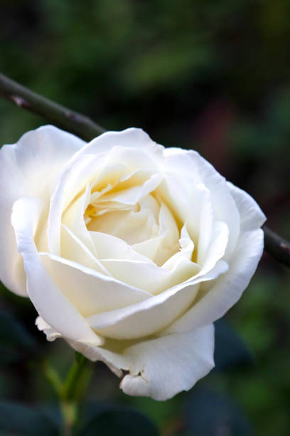 White big elegant rose flower head close up macro photography stock photo