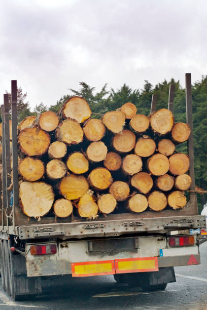 istock Truck loaded with logs , rear view. 1362326504