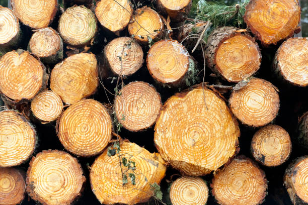 Heap of logs , full frame view. stock photo
