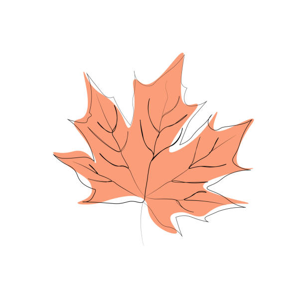 оранжевый кленовый лист - maple leaf close up symbol autumn stock illustrations