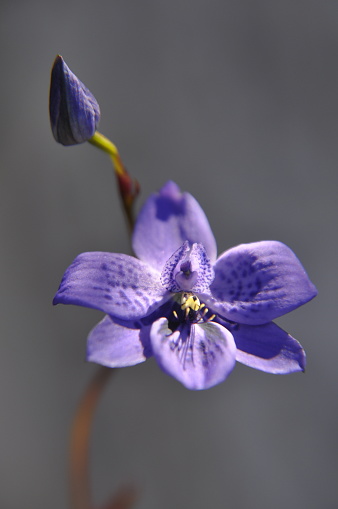 Vertical image of a wildflower