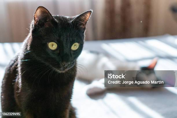 Anak Kucing Hitam Merawat Saudara Lakilakinya Yang Berkulit Putih Saat