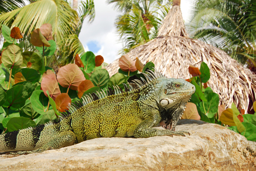 One green iguana resting on top of a rock. Background with a  Hippomane mancinella bush and tropical mood setting with a Beach umbrella.