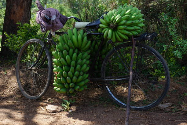 Old rustily bycicle used to transport freshly harvested bananas, Fort Portal Old rustily bycicle used to transport freshly harvested bananas, Fort Portal, Uganda banana tree stock pictures, royalty-free photos & images