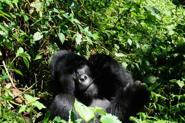 istock Big silverback mountain gorilla observing the park visitors 1362331999