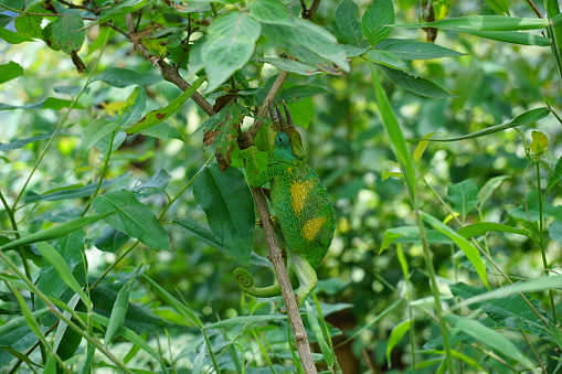 Male Jackson's Chameleon climbing in a bush close to Bwindi impenetrable forest, Uganda