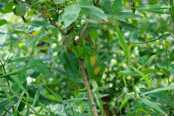 Male Jackson's Chameleon climbing in a bush close to Bwindi impenetrable forest Male Jackson's Chameleon climbing in a bush close to Bwindi impenetrable forest, Uganda adaptation to nature stock pictures, royalty-free photos & images