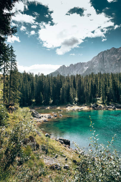 istock flowers at carezza lake 1362332680