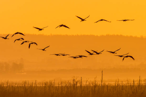 Flock of Cranes flying at dawn over a lake Flock of Cranes flying at dawn over a lake eurasian crane stock pictures, royalty-free photos & images