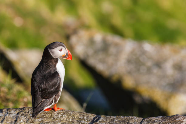 istock Beautiful Atlantic Puffin sitting on a rock in sunshine 1362333696