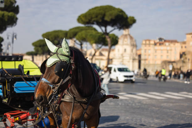 Typical horse coach in Rome: botticella