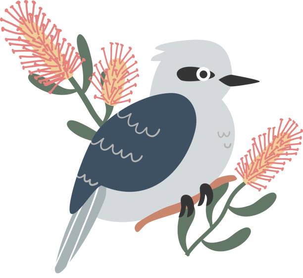 Native Australian Kingfisher Kookaburra Bird with Banksia Wattle Leaves and Floral Elements on White Background Native Kingfisher Kookaburra Bird with Banksia Wattle Leaves and Floral Elements on White Background kookaburra stock illustrations