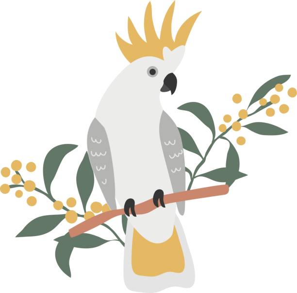 einheimischer australischer papagei schwefelhaubenkakadu mit goldenen wattle mimosenblättern und floralen elementen auf weißem hintergrund - cockatoo stock-grafiken, -clipart, -cartoons und -symbole