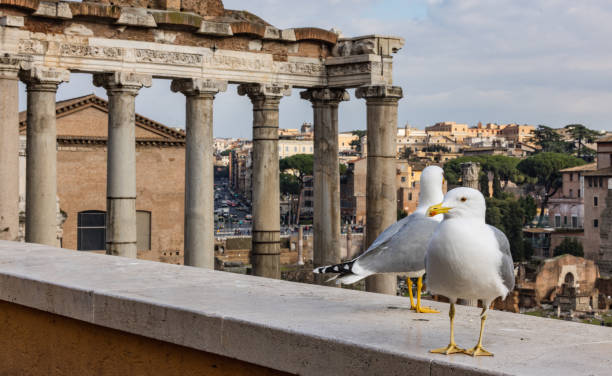 istock Seagulls of Rome by the Roman Forum 1362334521