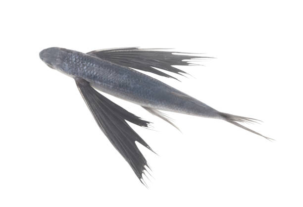 istock Fresh raw tropical flying fish isolated on white background 1362335373