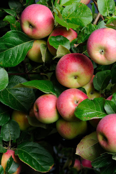 Red Apples Growing on Apple Tree stock photo