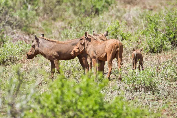 Warthog in Tsavo East, Tsavo West and Amboseli National Park in Kenya