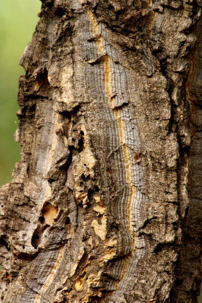 istock Close-up view of the wild tree stem. 1362336359